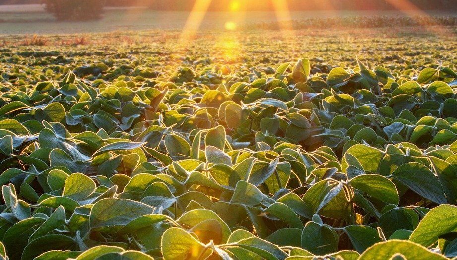 The Scientific Basis of Soybean Root Growth