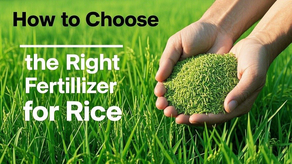 How to Choose Rice Fertilizer