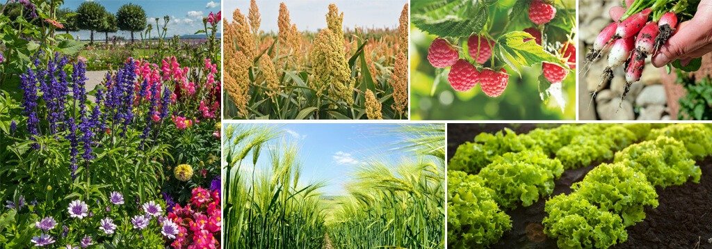 NPK 15-15-15 applicable crops