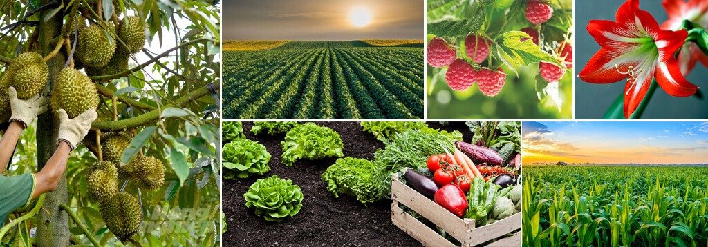 NPK 20-20-20 applicable crops