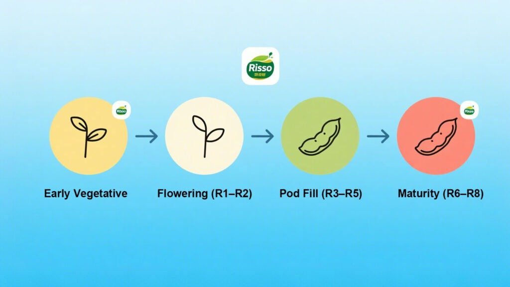 Soybean Fertilizer Needs by Stage