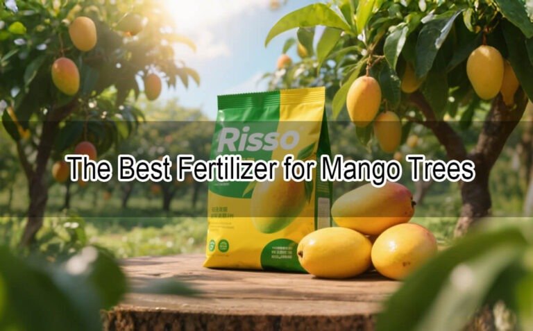 The Best Fertilizer for Mango