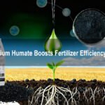 How Potassium Humate Boosts Fertilizer Efficiency & Growth1